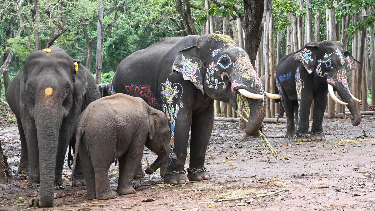 No celebrations at Sakrebylu Elephant Camp, to be opened for visitors later this month