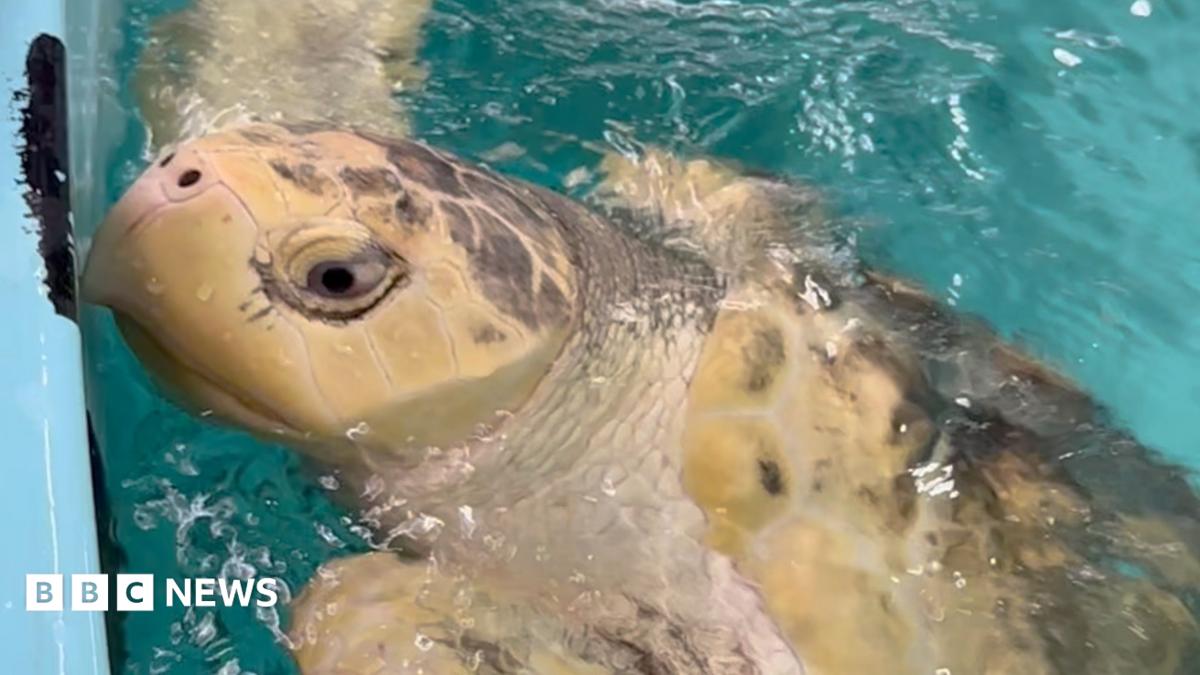Rare turtle's flight from Wales to Texas